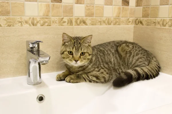 Skotské Kotě Leží Umyvadle Koupelně Poblíž Vodovodního Kohoutku — Stock fotografie