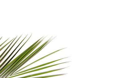 Hafif arka planda yeşil palmiye yaprağı. Tropik konsept.