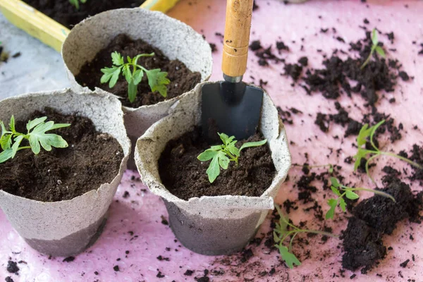 Seedling. Transplantace sadby rajčat. Mladé sazenice zeleniny z rajčat přesazených do rašelinových květináčů pomocí zahradních nástrojů. — Stock fotografie