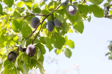 Erik dalı, meyve bahçesinde hasat. Ağaç dalında olgun erikler