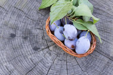 Erik, olgun erik ve çiğ damlaları ahşap bir arka planda hasır bir sepetin içinde. Hasat konsepti.
