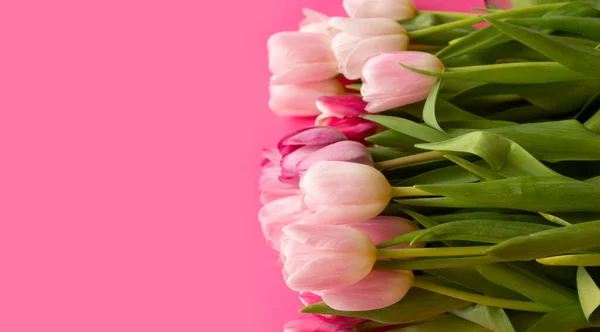 Baner Beau Fond Tulipes Délicates Sur Fond Rose Tendance Carte — Photo