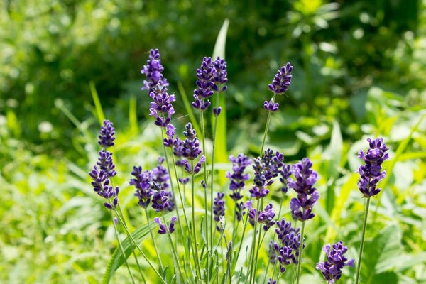 Лавандовый цветок. Крупный план изображения фиолетовых цветов лаванды в поле в солнечных лучах.