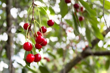 Kiraz ağacı. Kiraz ağacının dalından sarkan olgun kirazlar.