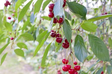 Kiraz çileği. Kiraz ağacının dalından sarkan olgun kirazlar. Arka planda kırmızı böğürtlen olan ağaç.