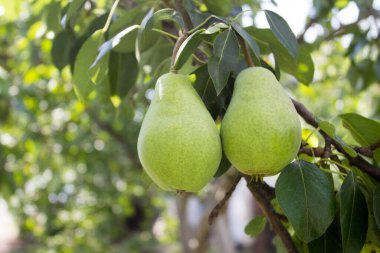 Armut, sulu taze armut bahçedeki bir ağaç dalında asılı. Olgun armut ağacı.