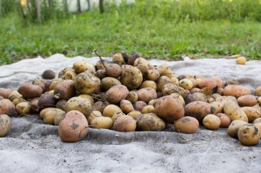 Patates, patates hasadı. Olgun patates arka planda.