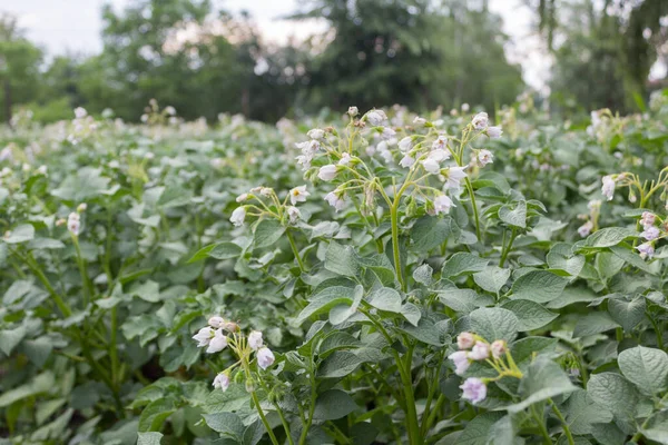 Las Hojas Verdes Sanas Papa Joven Planta Planta Papa Como — Foto de Stock