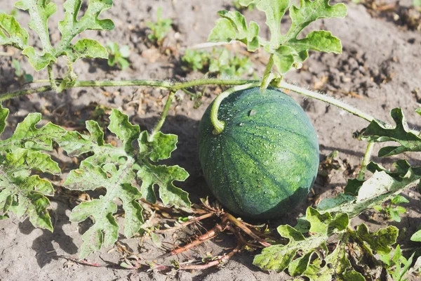 Mladé Ovoce Melounu Zahradě Zelený Meloun — Stock fotografie