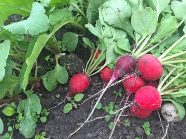 Bahar hasadı turpu. Kendi sebze bahçenizde organik sebzeler yetiştiriyorsunuz..