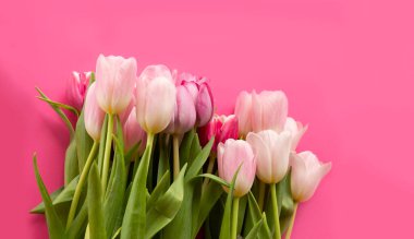 Laleler. Pembe arka planda narin lalelerin güzel arka planı. 8 Mart 'ta kadınlar için kartpostal, anneler günü. Kutlama konsepti