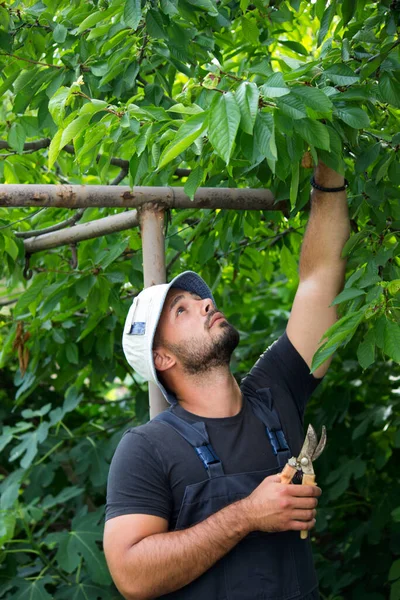 Hombre Jardín Árbol Corte — Foto de Stock