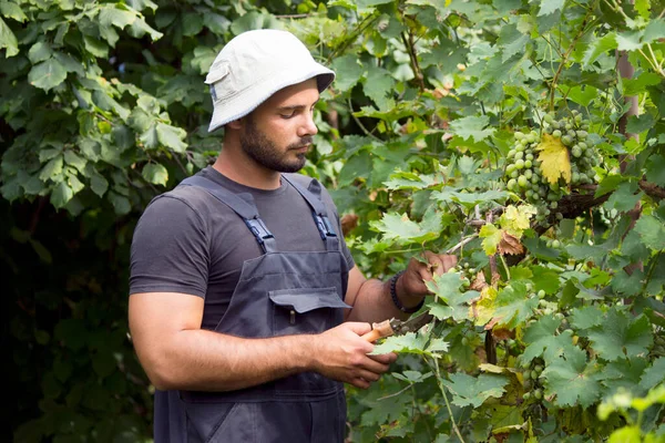 Hombre Cosechando Uvas Blancas — Foto de Stock