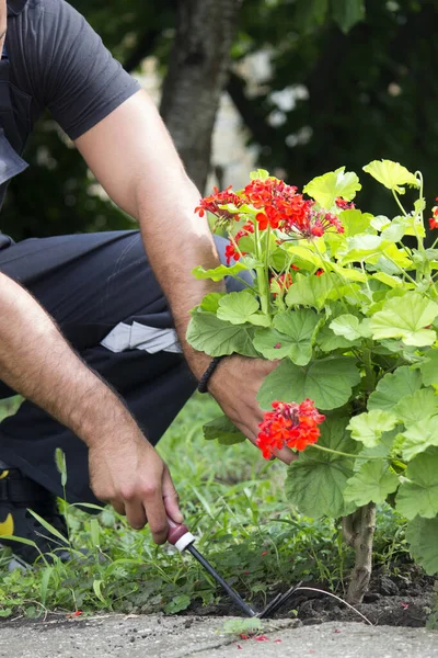 Jardín Hombre Jardinero Flores — Foto de Stock