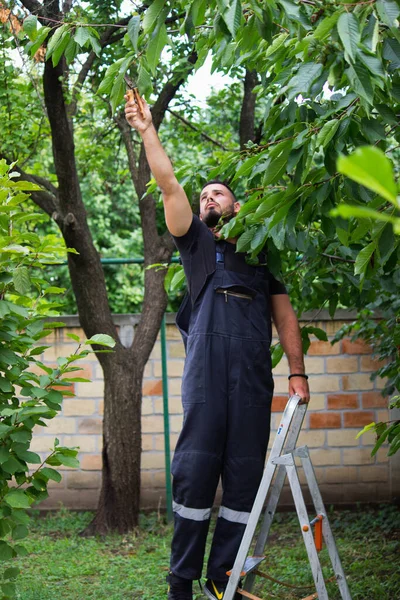 Hombre Jardín Árbol Corte — Foto de Stock