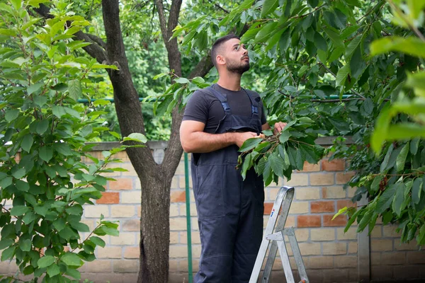 Hombre Jardín Árbol Corte — Foto de Stock