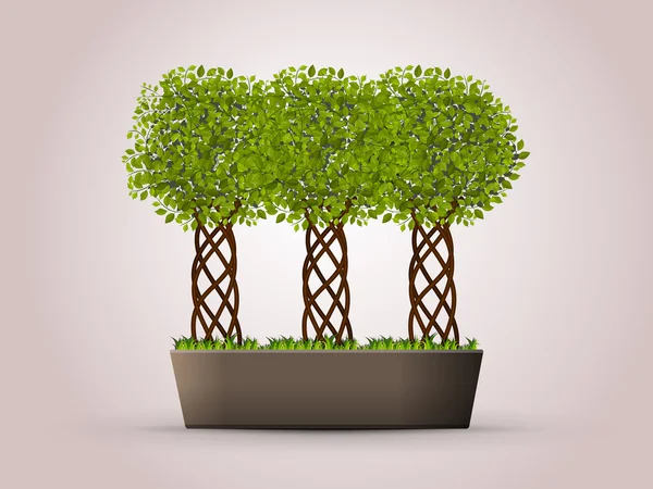 bir tencerede üç ağaçlar