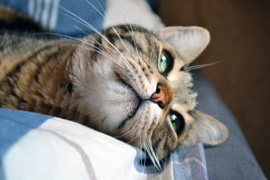 düşünceli tekir kedi