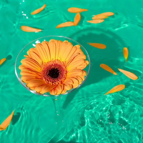 Copa Cristal Cóctel Con Flor Margarita Naranja Pie Una Piscina —  Fotos de Stock