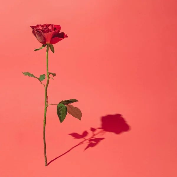 Rosa Vermelha Inteira Isolado Com Sombra Longa — Fotografia de Stock