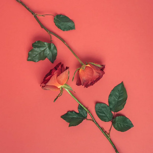 Cartão Vermelho Simétrico Com Duas Rosas Frescas Naturais Dispostas Diagonal — Fotografia de Stock