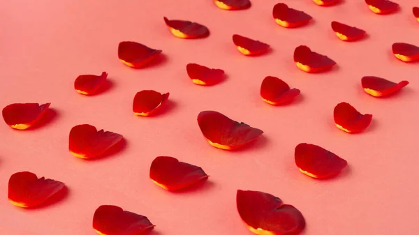 Fundo Romântico Com Padrão Pétalas Rosa Vermelha Arranjada Valentim Conceito — Fotografia de Stock