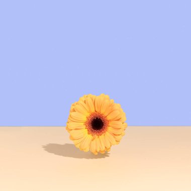 Mavi arka plan üzerinde yüzen turuncu sarı papatya başı. Kopyalama alanı olan asgari yay düzeni. 