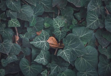 Sarmaşık sarmaşığı ve kuru yapraklı koyu doğal bitki örtüsü.. 