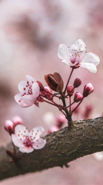 Çiçek açan kiraz çiçekleri ve tomurcukları bir ağaç dalında, yakın plan. Bulanık pembe arka plan. Mevsimlik bahar dikey arkaplanı.