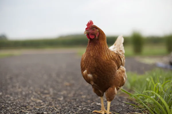 Chicken crossing the road — Stock Photo, Image