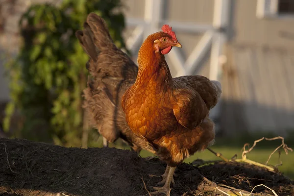 Chickens on compost pile — Stock Photo, Image