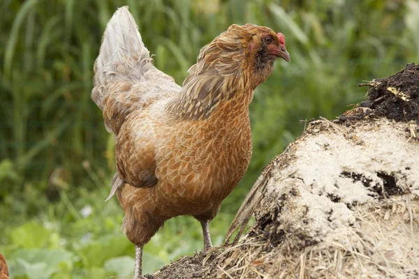 Um frango marrom em uma pilha de composto — Fotografia de Stock