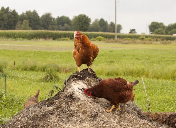 Several chickens on compost — Stock Photo, Image