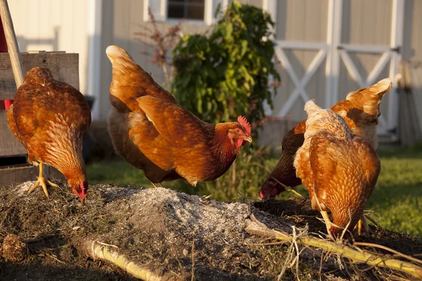 Veel bruine kippen pikken op een compost stapel. Stockfoto