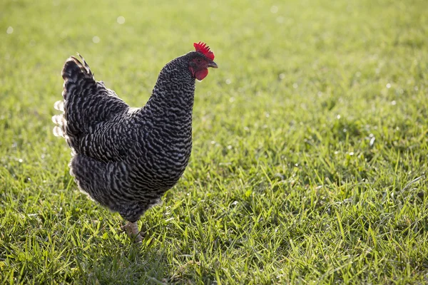 Chicken on a green lawn — Stock Photo, Image