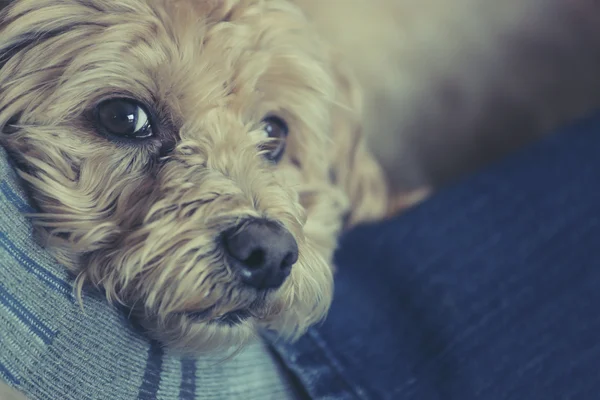 Hond op mans benen Rechtenvrije Stockfoto's