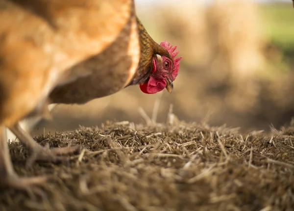 Rode kip op zoek naar voedsel Stockfoto
