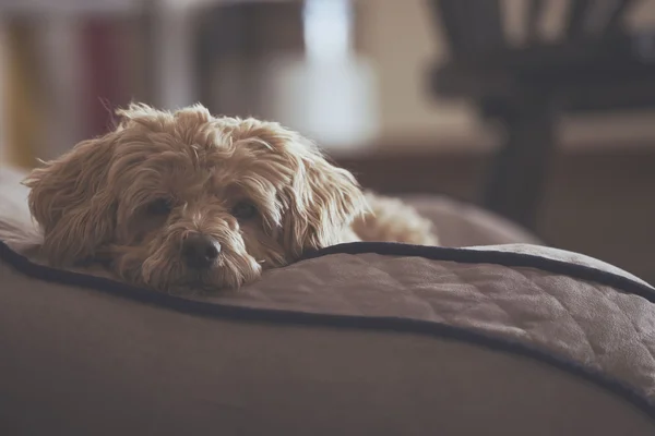 Sweet dog resting in her bed — Stock Photo, Image