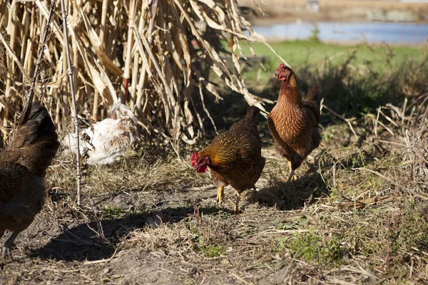 Chickens in a the corn field — Stock Photo, Image