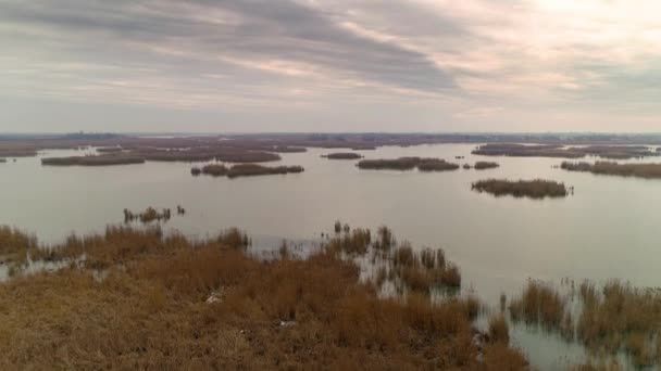 Drohnenaufnahmen Unberührter Natur Serbien Morgengrauen Schilf Binseninseln — Stockvideo