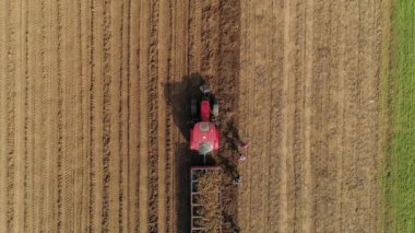 İnsanlar tarlada tarımsal işler yapıyor, yabanturpu topluyor. Güneşli bir bahar günü. Kırmızı traktör. Sırbistan.