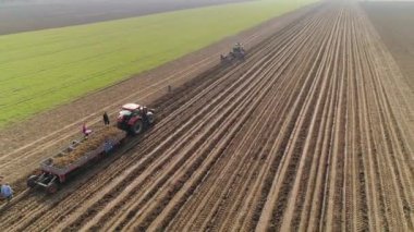 İnsanlar tarlada tarımsal işler yapıyor, yabanturpu topluyor. Güneşli bir bahar günü. Kırmızı traktör. Sırbistan.