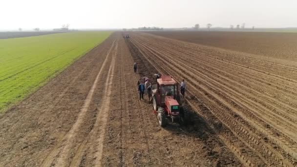 Gente Haciendo Trabajos Agrícolas Campo Recolectando Rábano Picante Soleado Día — Vídeos de Stock