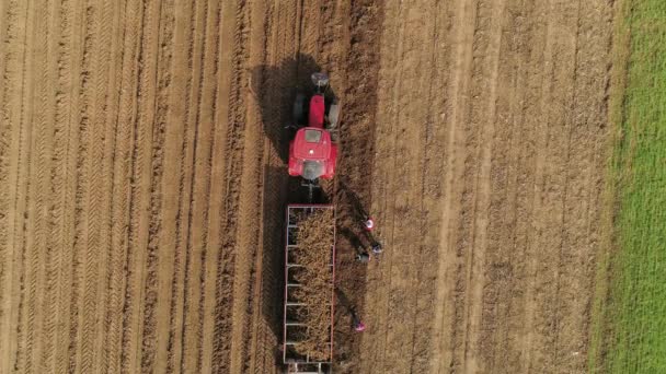 Ludzie Pracujący Polu Zbierający Chrzan Słoneczny Wiosenny Dzień Czerwony Traktor — Wideo stockowe