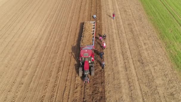 Ludzie Pracujący Polu Zbierający Chrzan Słoneczny Wiosenny Dzień Czerwony Traktor — Wideo stockowe