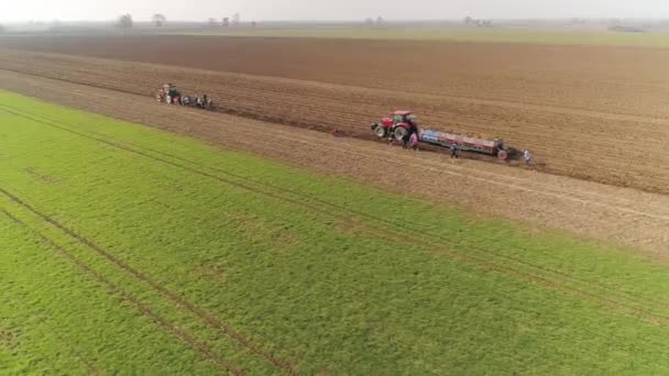 Pessoas Que Fazem Trabalhos Agrícolas Campo Colecionando Rábano Dia Primavera — Vídeo de Stock