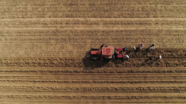 Pessoas Que Fazem Trabalhos Agrícolas Campo Colecionando Rábano Dia Primavera — Vídeo de Stock
