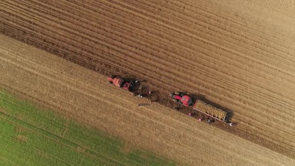 Folk Som Arbetar Ett Fält Och Samlar Pepparrot Solig Vårdag — Stockvideo