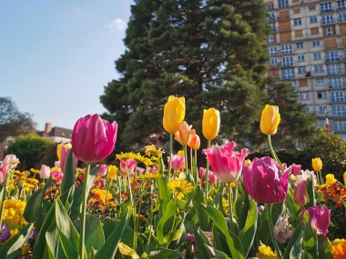 Parkta açan laleler ve arka planda bir ağaç.