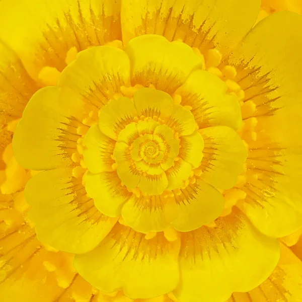 Buttercup Amarelo Ranunculus Espiral — Fotografia de Stock